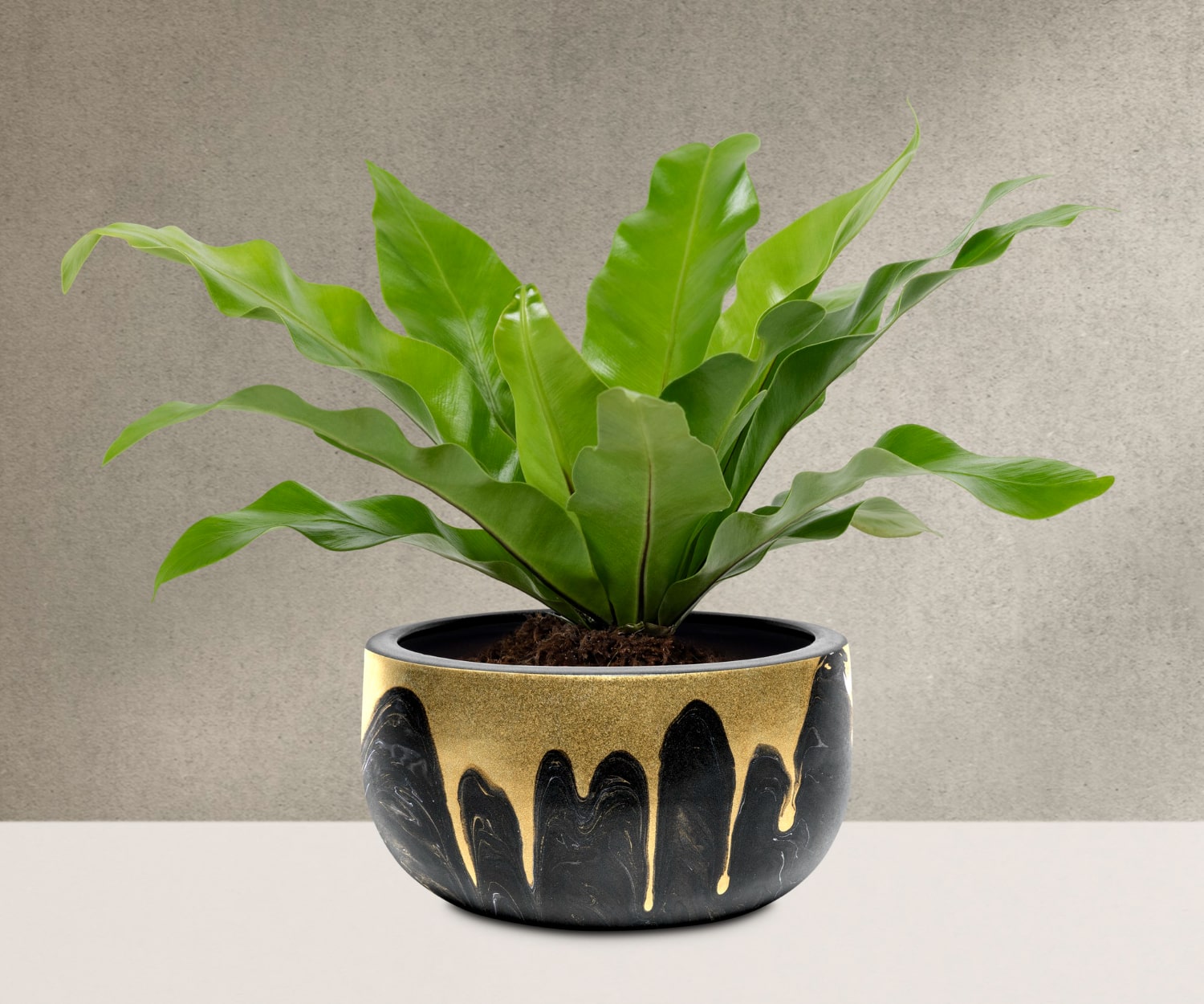 Decorative pot plant, elegant Women's Day gift